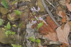 American Dittany, Cunila origanoides