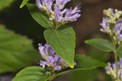 American Dittany Cunila origanoides