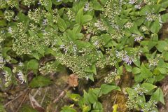 American Dittany, Cunila origanoides