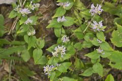 American Dittany, Cunila origanoides