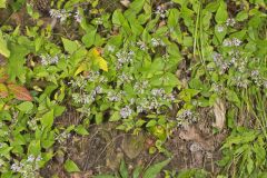 American Dittany, Cunila origanoides