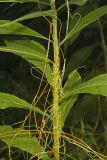 Common Dodder, Cuscuta gronovii