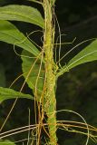 Common Dodder, Cuscuta gronovii