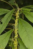 Common Dodder, Cuscuta gronovii