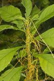 Common Dodder, Cuscuta gronovii