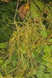 Common Dodder, Cuscuta gronovii