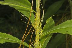 Common Dodder, Cuscuta gronovii
