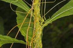 Common Dodder, Cuscuta gronovii