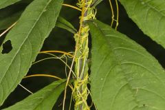 Common Dodder, Cuscuta gronovii
