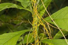 Common Dodder, Cuscuta gronovii
