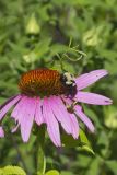Common Eastern Bumble Bee, Bombus impatiens
