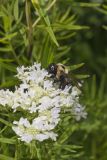 Common Eastern Bumble Bee, Bombus impatiens