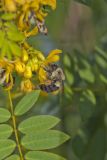 Common Eastern Bumble Bee, Bombus impatiens
