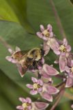 Common Eastern Bumble Bee, Bombus impatienson