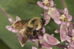 Bees