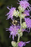 Common Eastern Bumble Bee, Bombus impatiens
