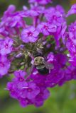Common Eastern Bumble Bee, Bombus impatiens