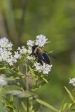 Common Eastern Bumble Bee, Bombus impatiens