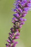 Common Eastern Bumble Bee, Bombus impatiens