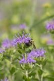 Common Eastern Bumble Bee, Bombus impatiens