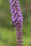 Common Eastern Bumble Bee, Bombus impatiens