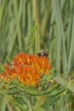 Common Eastern Bumble Bee, Bombus impatiens
