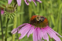Common Eastern Bumble Bee, Bombus impatiens
