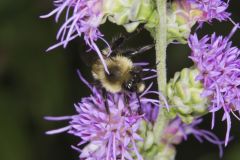 Common Eastern Bumble Bee, Bombus impatiens