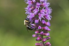 Common Eastern Bumble Bee, Bombus impatiens