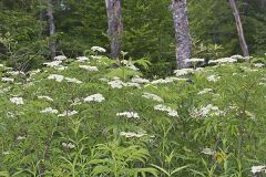 Common Elderberry