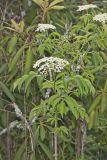 Common Elderberry, Sambucus canadensis