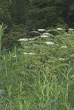Common Elderberry, Sambucus canadensis