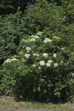 Common Elderberry, Sambucus canadensis