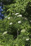 Common Elderberry, Sambucus canadensis