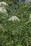 Common Elderberry, Sambucus canadensis