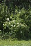 Common Elderberry, Sambucus canadensis