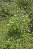 Common Elderberry, Sambucus canadensis