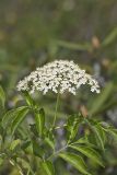 Common Elderberry, Sambucus canadensis