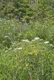Common Elderberry, Sambucus canadensis