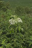 Common Elderberry, Sambucus canadensis