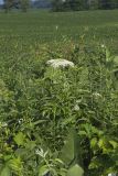Common Elderberry, Sambucus canadensis
