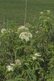 Common Elderberry, Sambucus canadensis