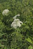 Common Elderberry, Sambucus canadensis