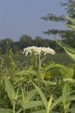 Common Elderberry, Sambucus canadensis