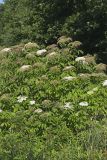 Common Elderberry, Sambucus canadensis