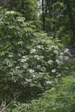 Common Elderberry, Sambucus canadensis