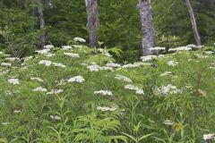 Common Elderberry, Sambucus canadensis