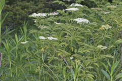 Common Elderberry, Sambucus canadensis