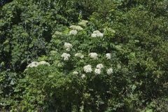 Common Elderberry, Sambucus canadensis