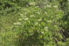 Common Elderberry, Sambucus canadensis